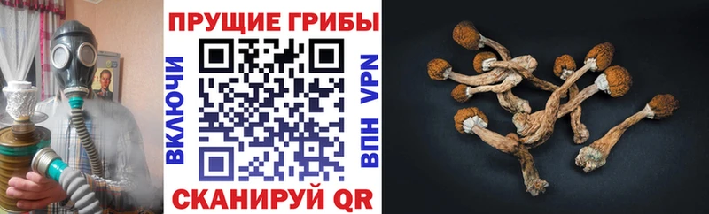 Галлюциногенные грибы Psilocybine cubensis  Петрозаводск 